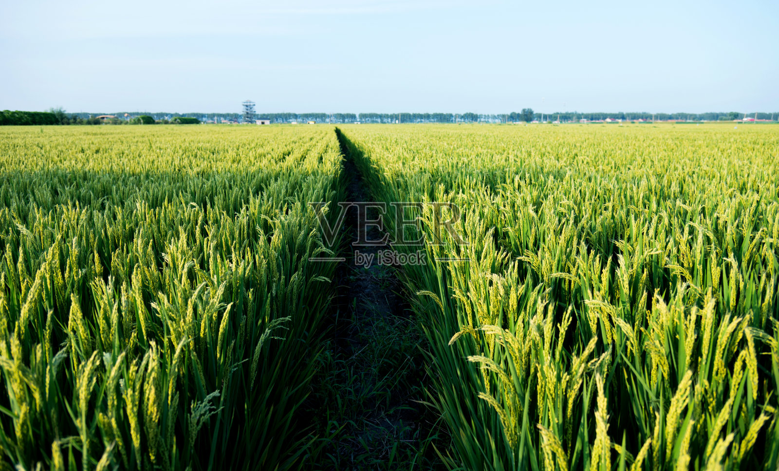 绿色的稻田里的小路照片摄影图片