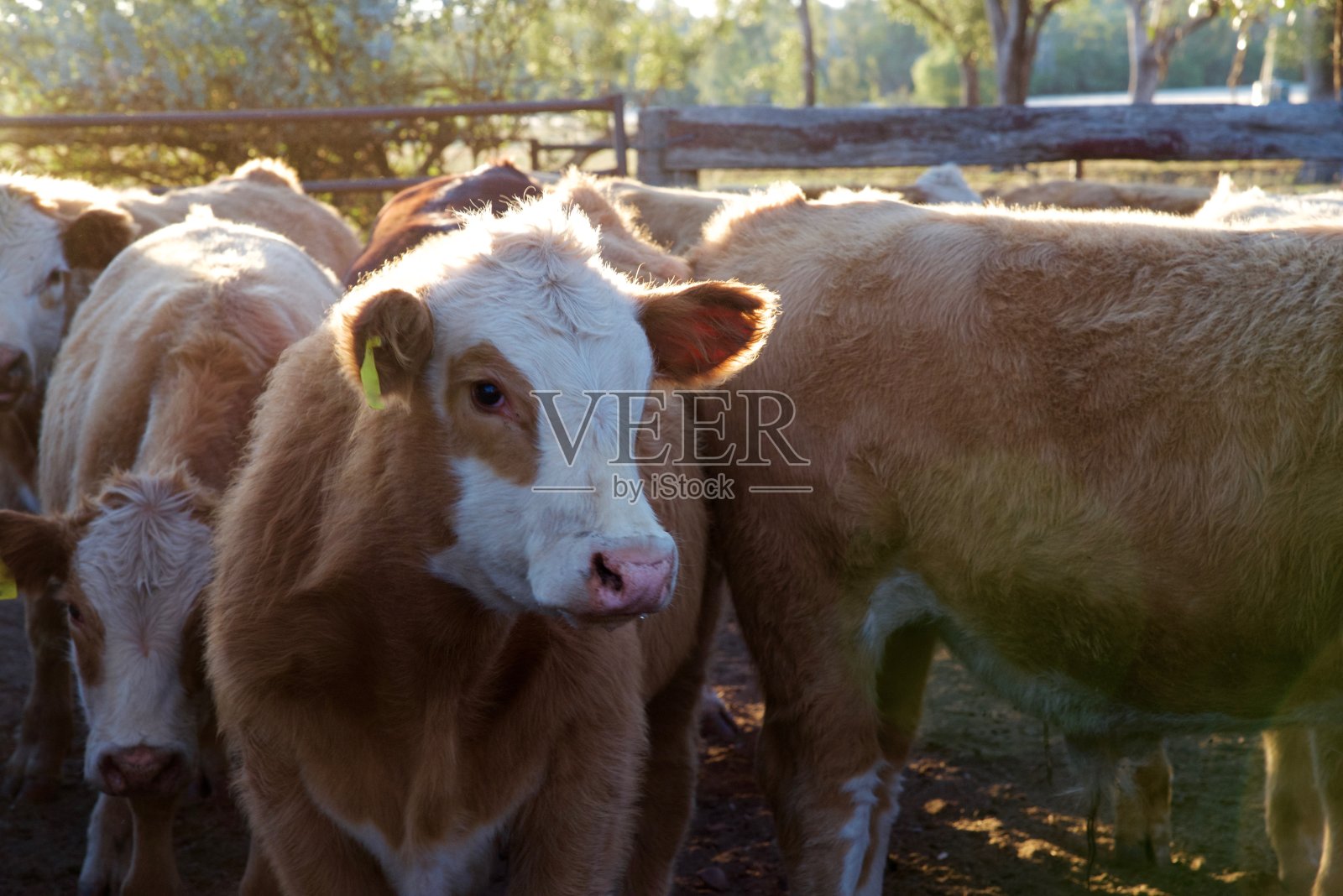 院子里的小牛们靠得很近照片摄影图片