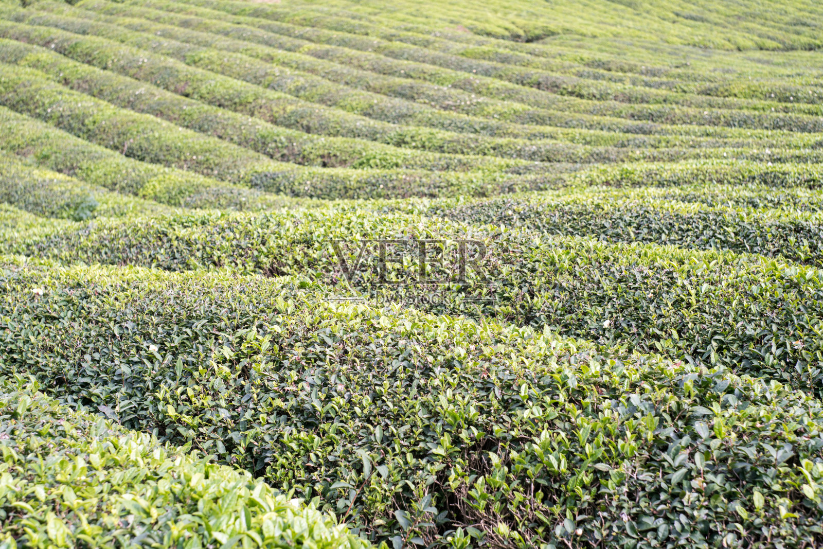 茶的农场照片摄影图片