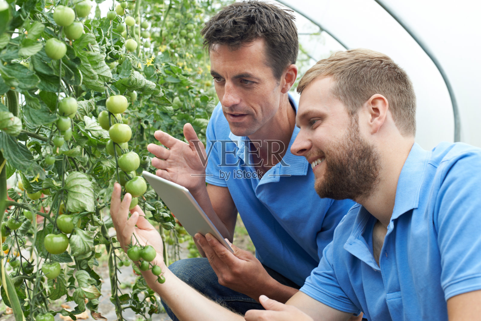 农业工人用数码平板电脑检查番茄植株照片摄影图片