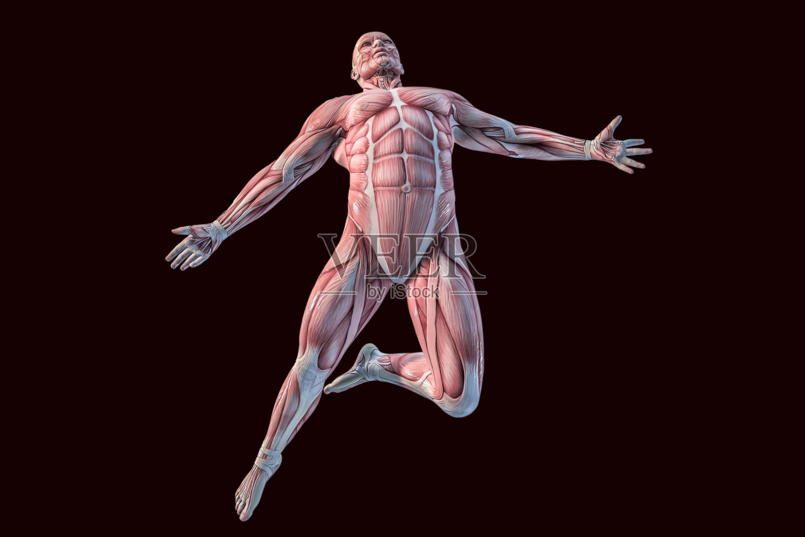 人体解剖学-男性肌肉。3D插图。照片摄影图片