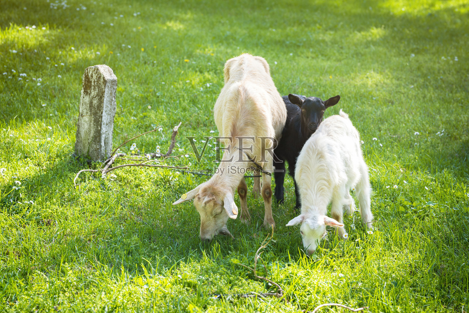 在绿色草地上的一个牧场上的山羊家庭照片摄影图片
