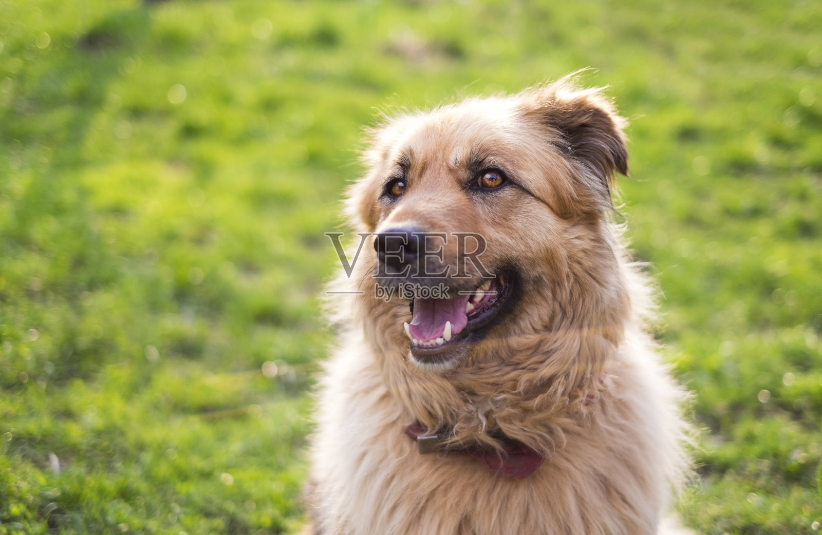 一个快乐美丽的毛绒绒的米色狗户外肖像照片摄影图片