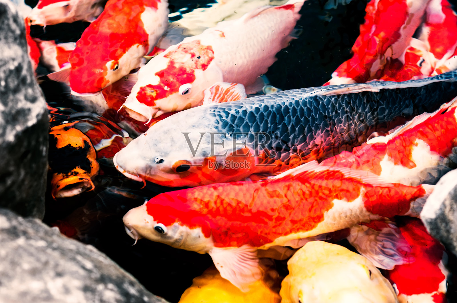 传统的日本锦鲤照片摄影图片
