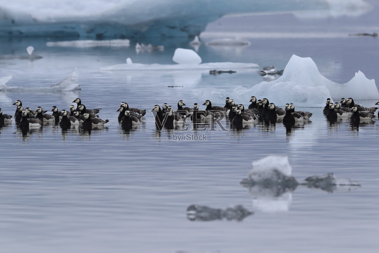 冰岛Jokulsarlon冰川泻湖上的藤壶鹅照片摄影图片
