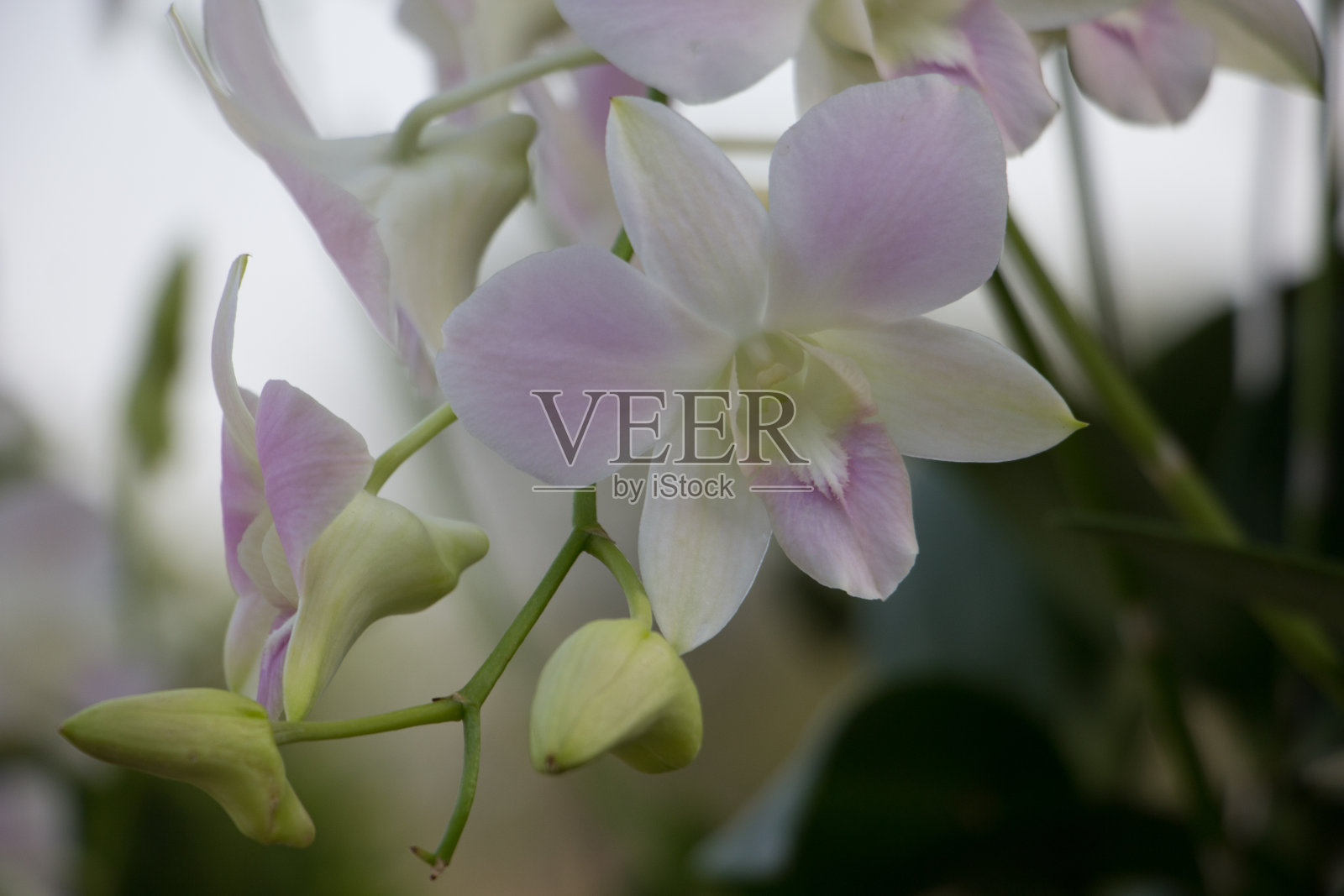 白色兰花花朵照片摄影图片