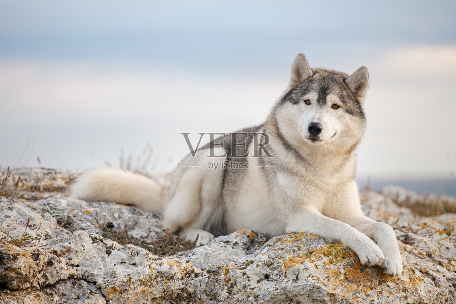 一只美丽的灰色哈士奇躺在一块覆盖着苔藓的岩石上，背景是白云和蓝天，它看着相机。一只自然背景的狗。照片摄影图片