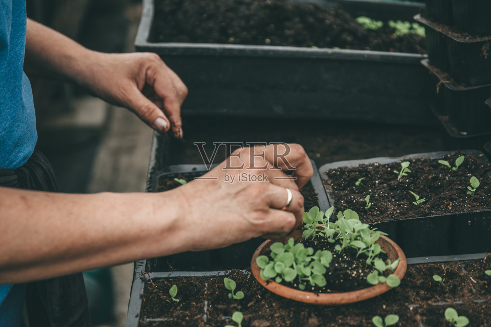 园艺工作者在温室或温室中种植装饰植物的幼苗和土壤照片摄影图片