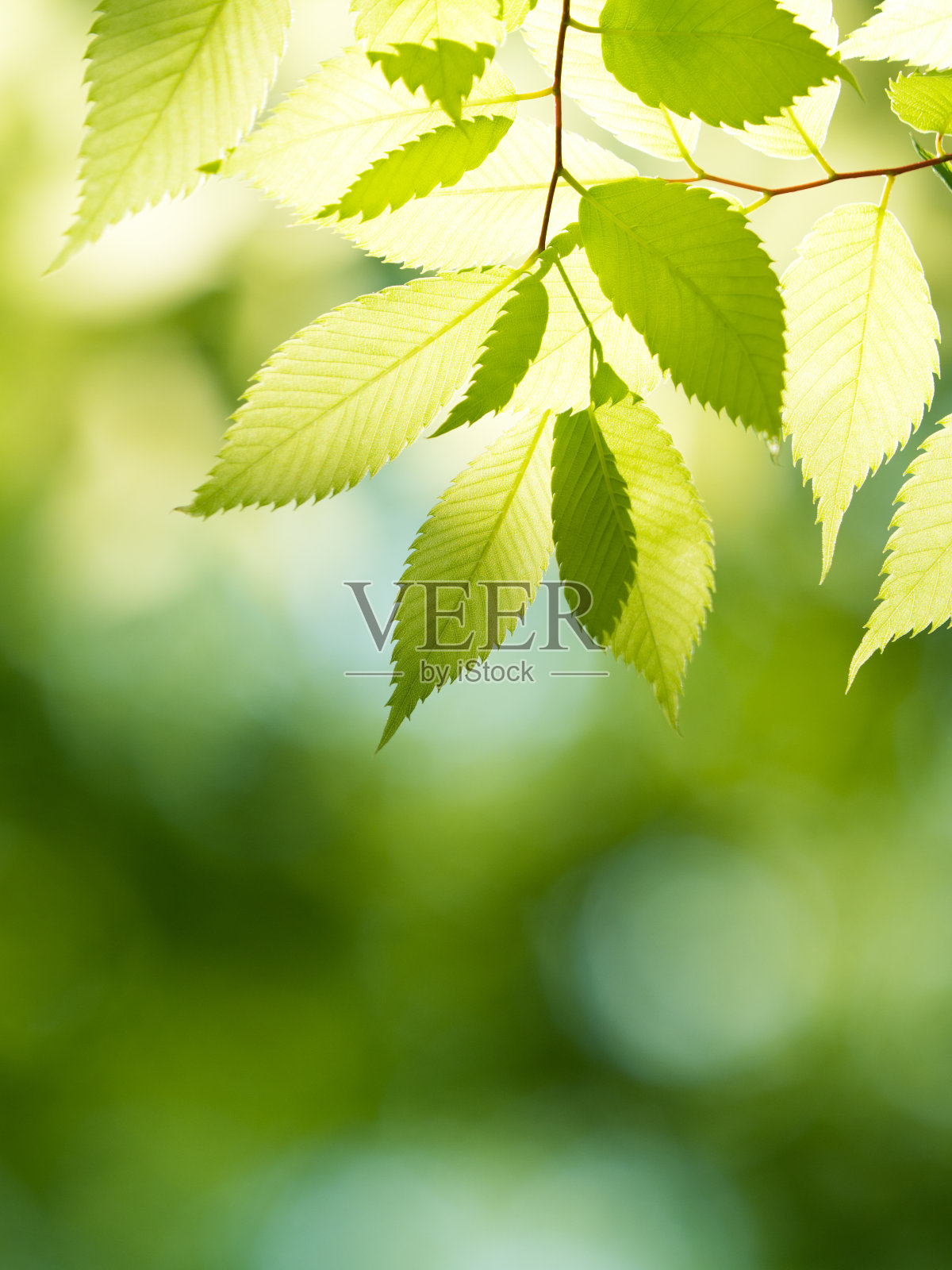 新鲜的绿色泽尔科娃树叶照片摄影图片