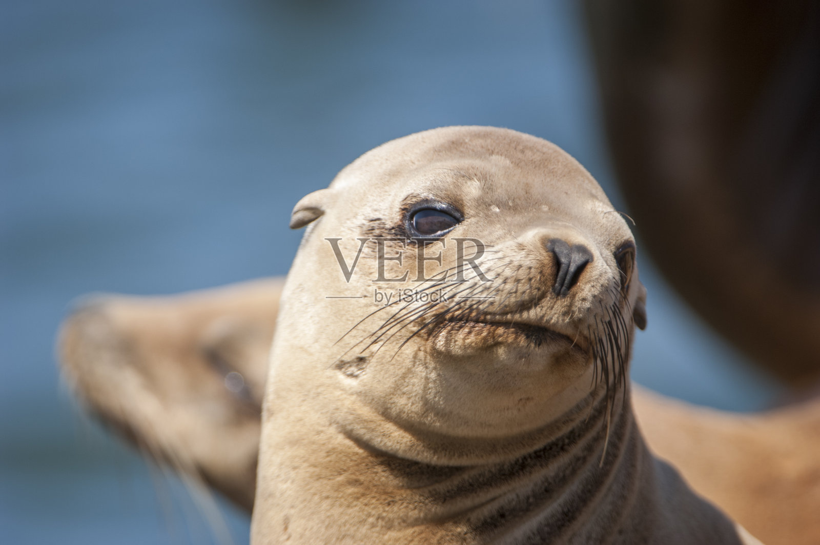 休养的野生海狮特写照片摄影图片