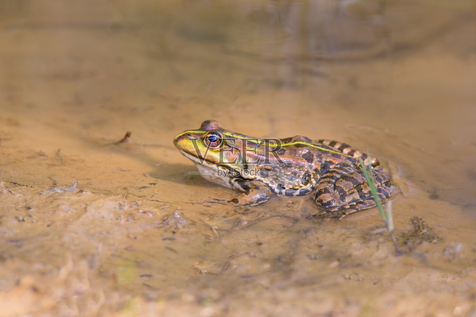 可食蛙、绿蛙(Pelophylax kl. esculentus)照片摄影图片