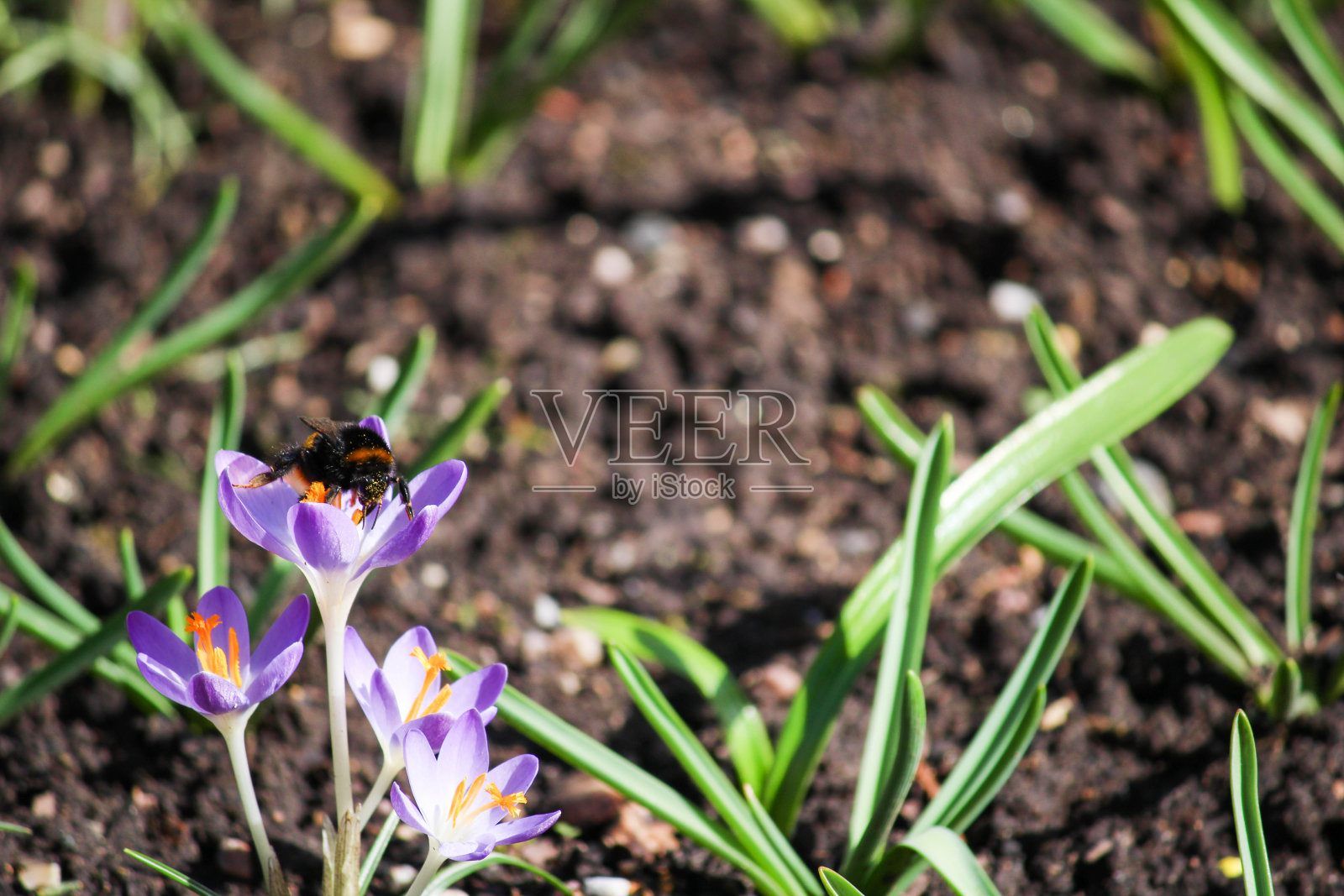 大黄蜂从番红花中采集花粉照片摄影图片