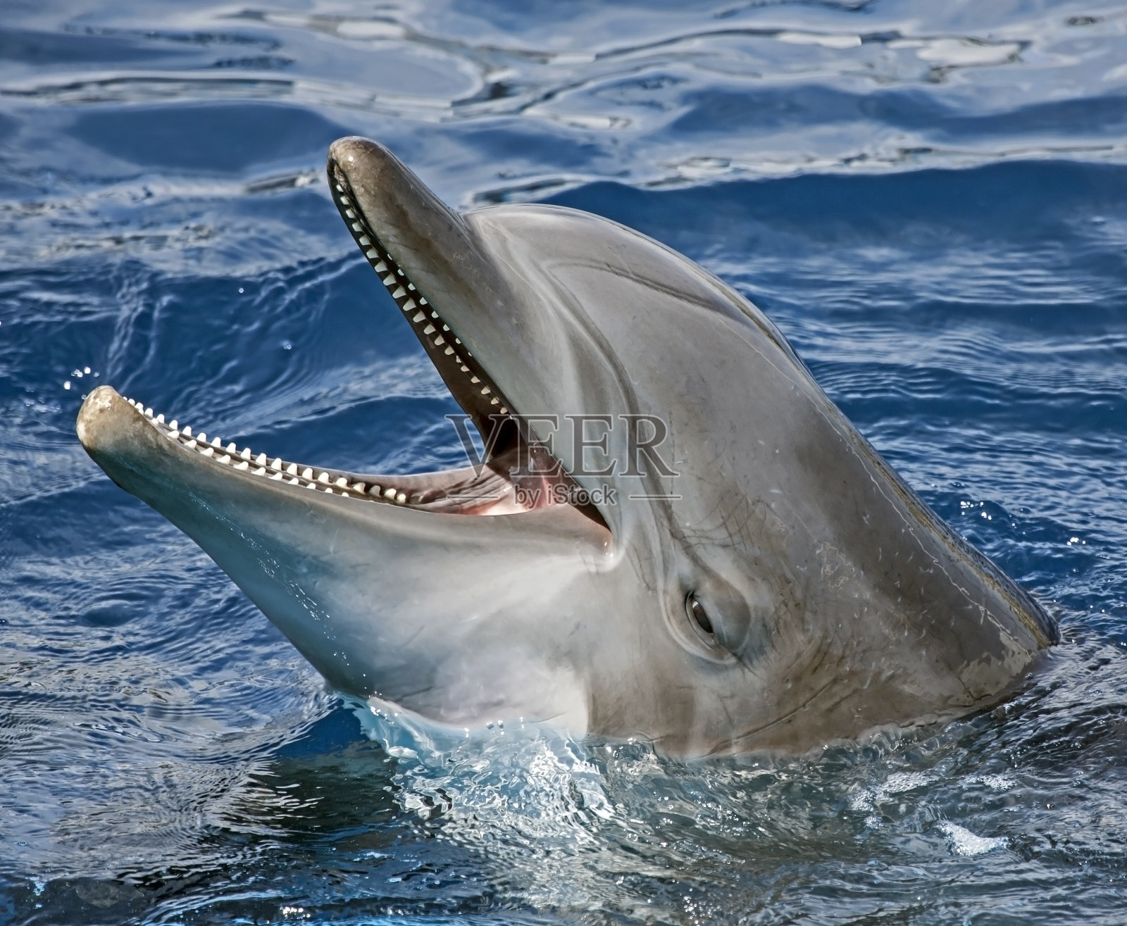 特写的海豚照片摄影图片