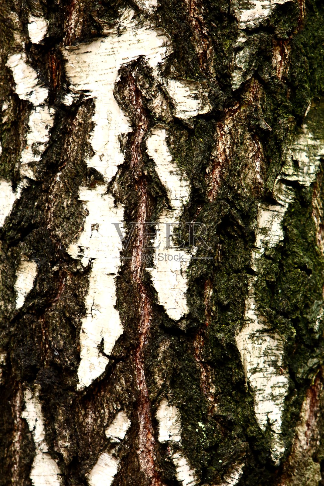厚厚的落叶树的树皮可以看作是一层精致的苔藓，它给人一种绿色。照片摄影图片