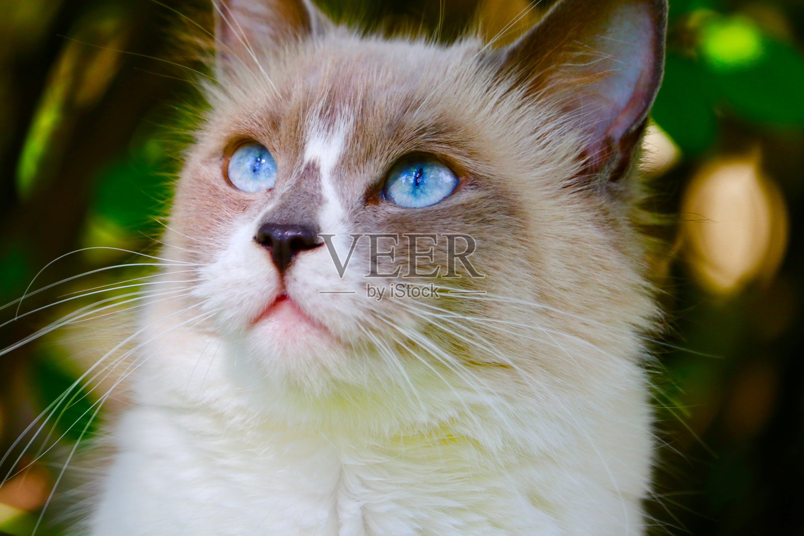 蓝眼睛的布娃娃猫特写头照片摄影图片