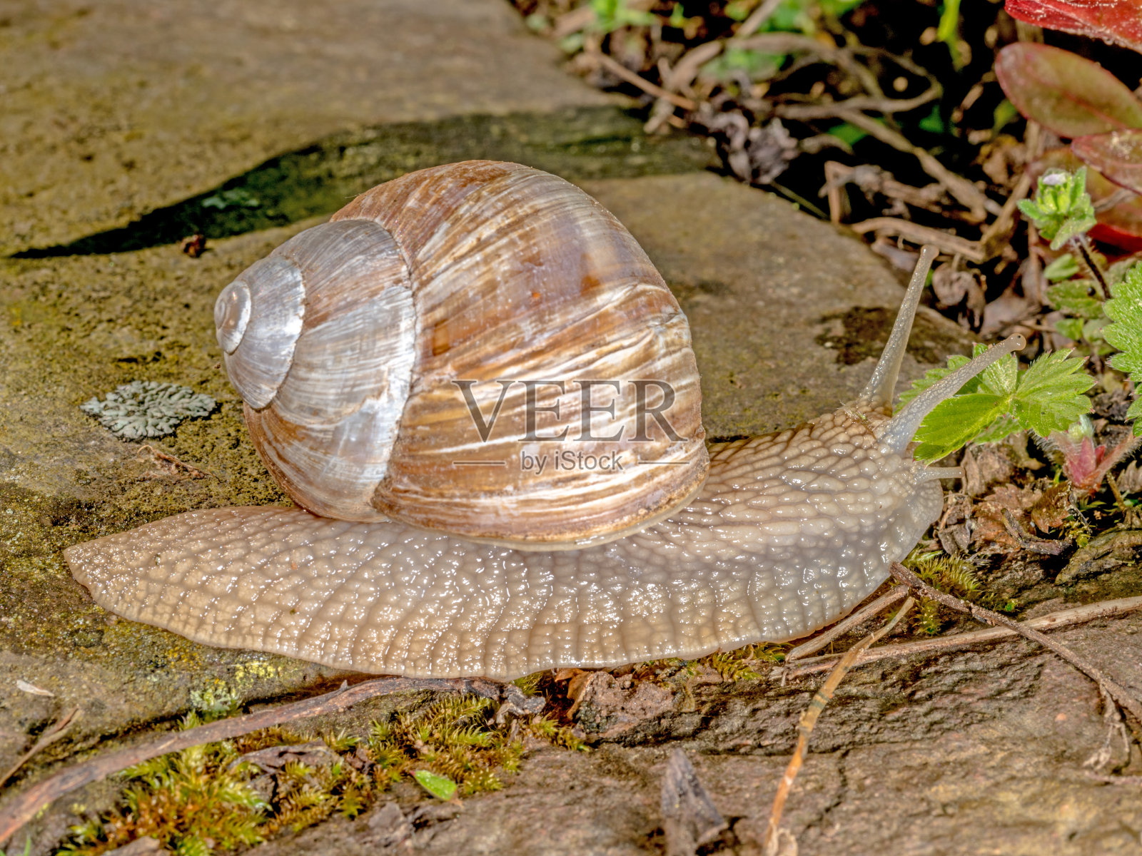 蜗牛爬着一块阳光下的石头照片摄影图片