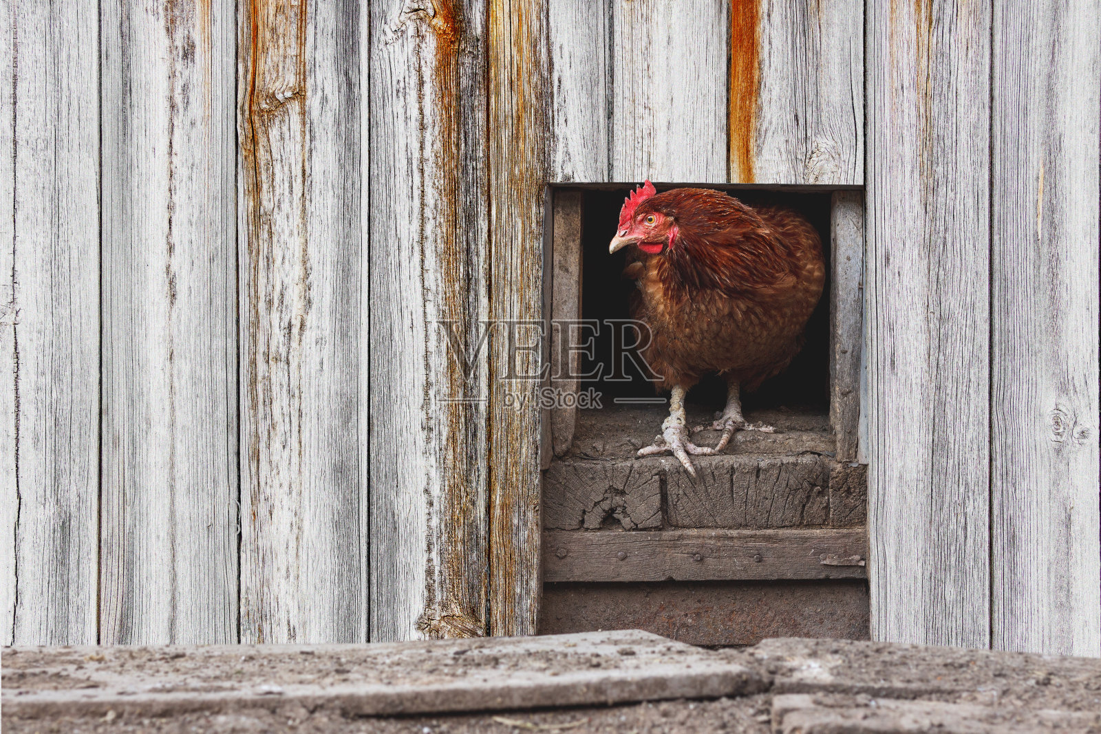 小鸡从鸡笼里探出头来。农村家禽养殖场。农业和农业综合企业。照片摄影图片