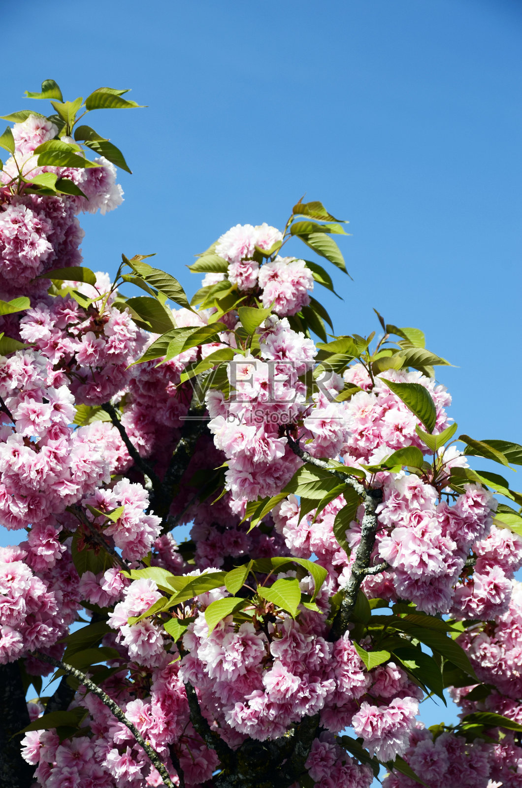 粉红色的花，盛开的树照片摄影图片