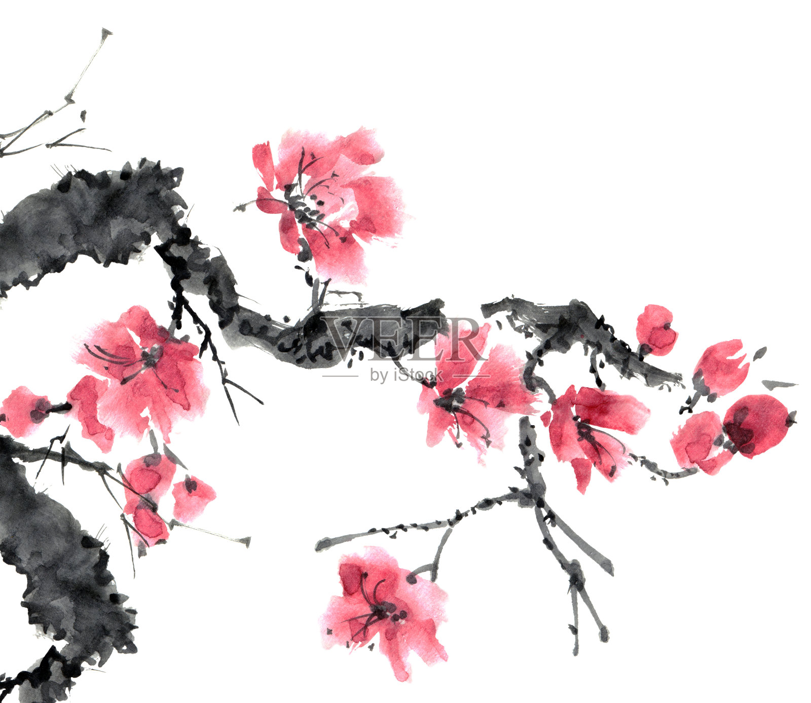 樱花开花树插画图片素材