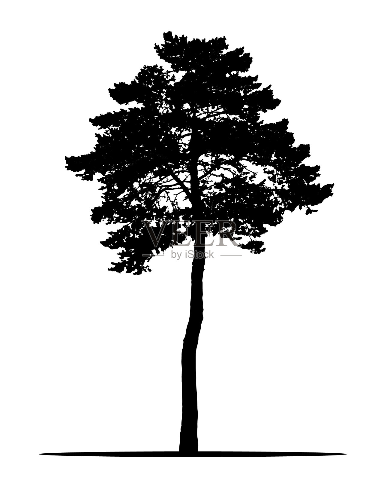 现实剪影的针叶树，孤立在白色背景向量设计元素图片