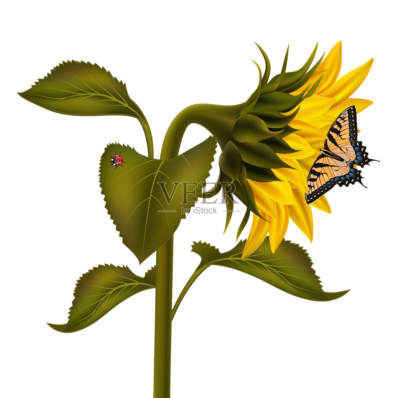 向日葵与瓢虫和燕尾蝶插画图片素材