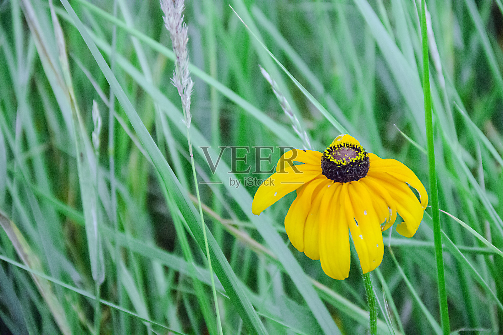 黄色的花在草地上照片摄影图片