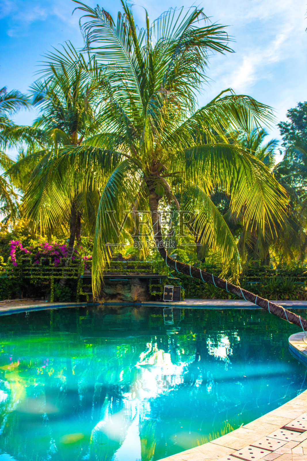 美丽、高大的棕榈树在游泳池前，帕尔马倒影在水池里照片摄影图片