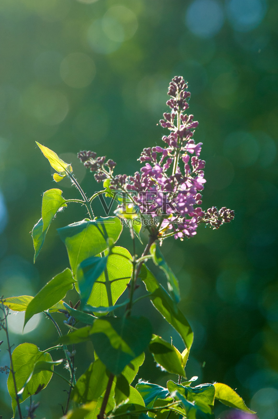 春天,淡紫色的花。淡紫色的丁香花的丁香枝与绿色的叶子与模糊的背景。绿色的树枝上开着春天的丁香花。照片摄影图片
