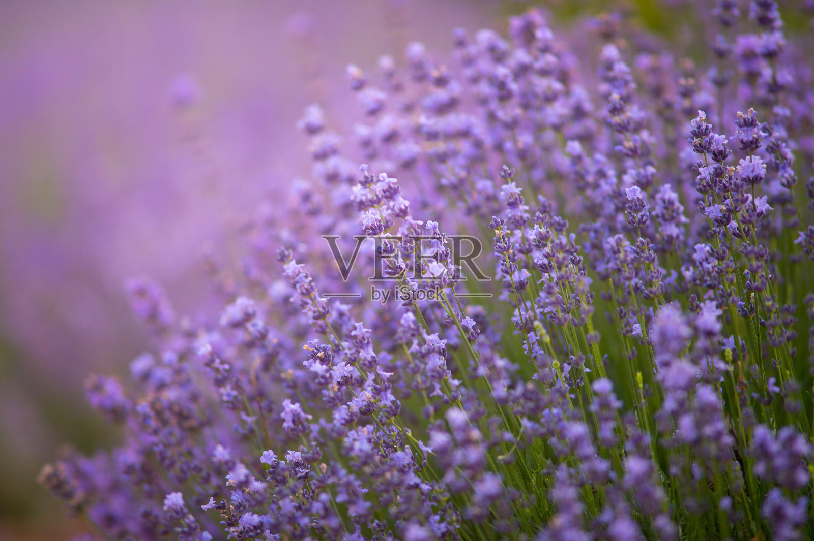 薰衣草田在阳光下与复印空间。宏盛开的紫罗兰薰衣草花。照片摄影图片