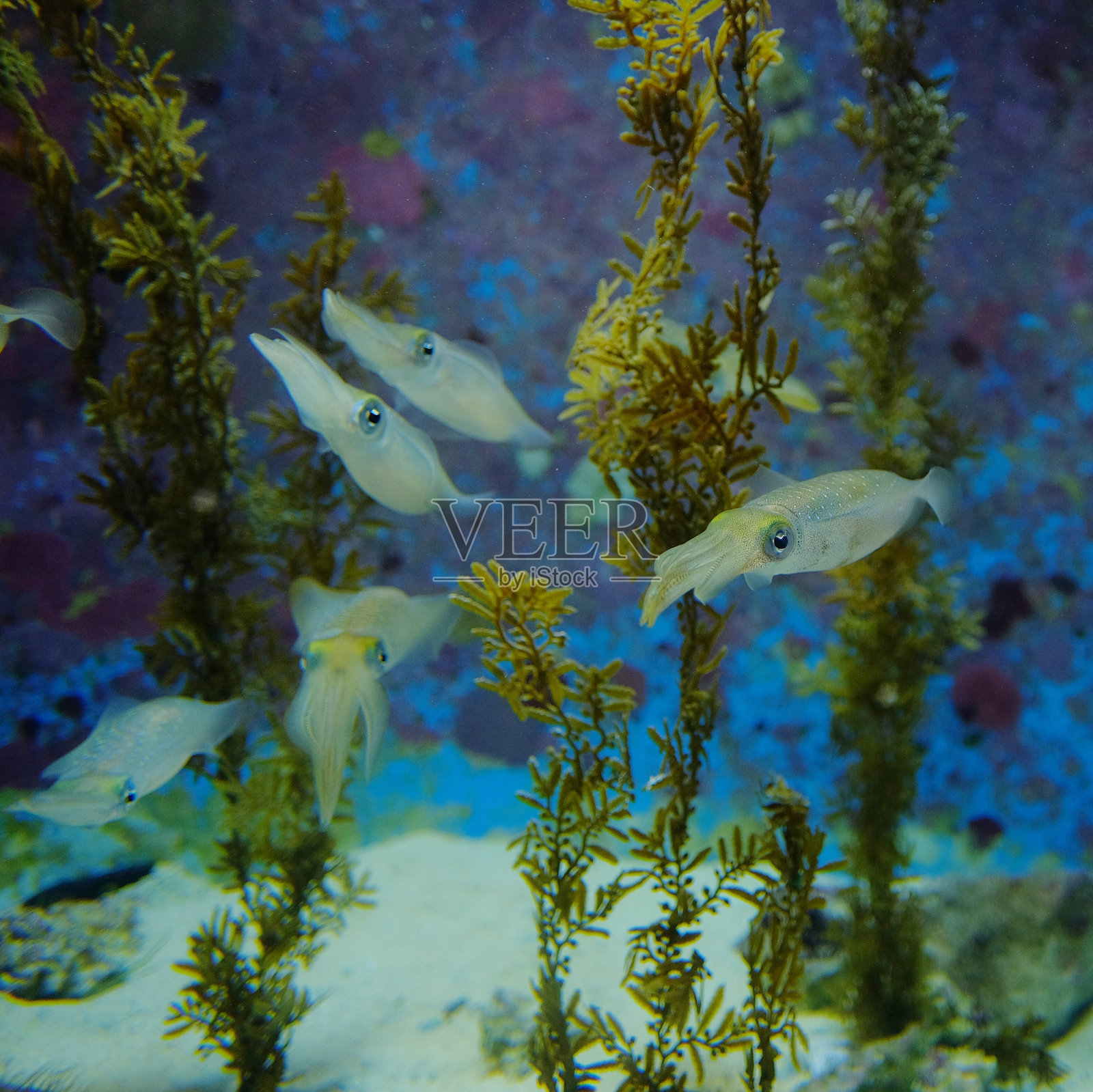 美丽的鱿鱼鱼在深蓝色的海洋在日本冲绳照片摄影图片