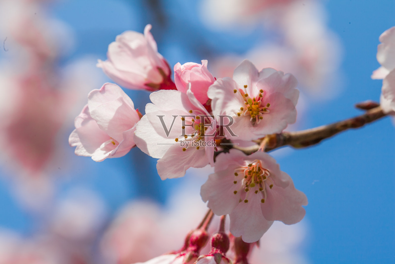 日本樱花花盛开在花园里照片摄影图片