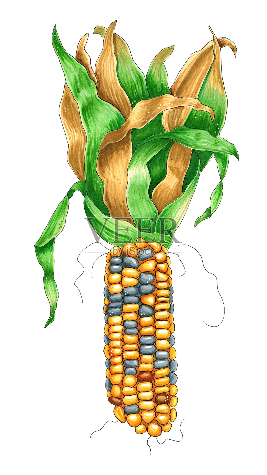 白色手绘插图上，明亮的玉米穗，叶片孤立插画图片素材
