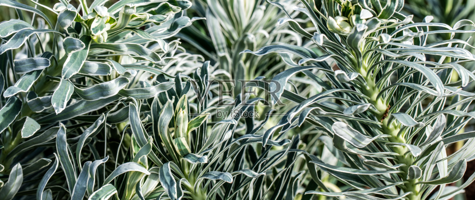 冰川蓝大戟属植物，叶子有纹理，有杂色，常绿照片摄影图片