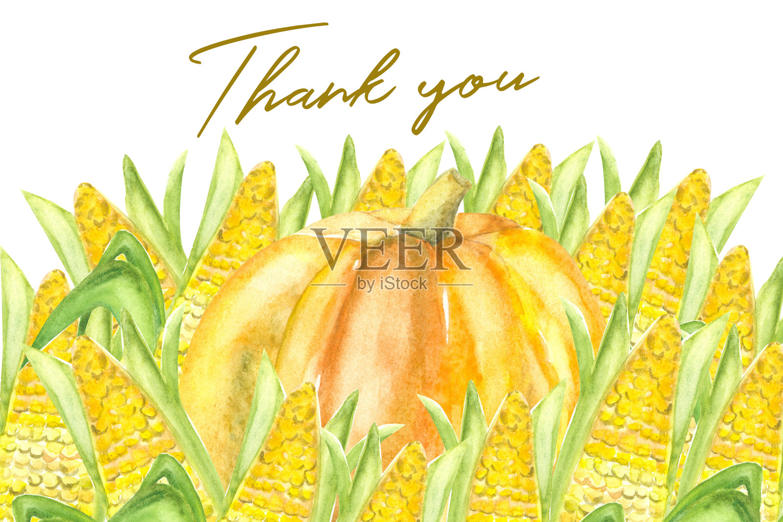 设计的感谢卡与水彩秋收南瓜和玉米插画图片素材