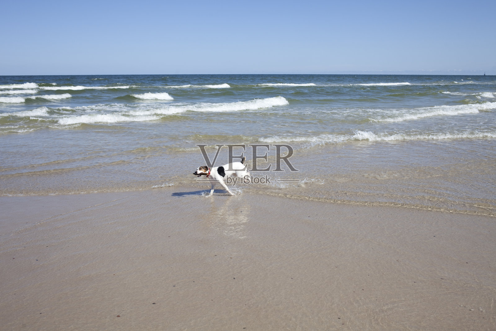 一只快乐的狗嘴里叼着一根棍子在海边奔跑。照片摄影图片