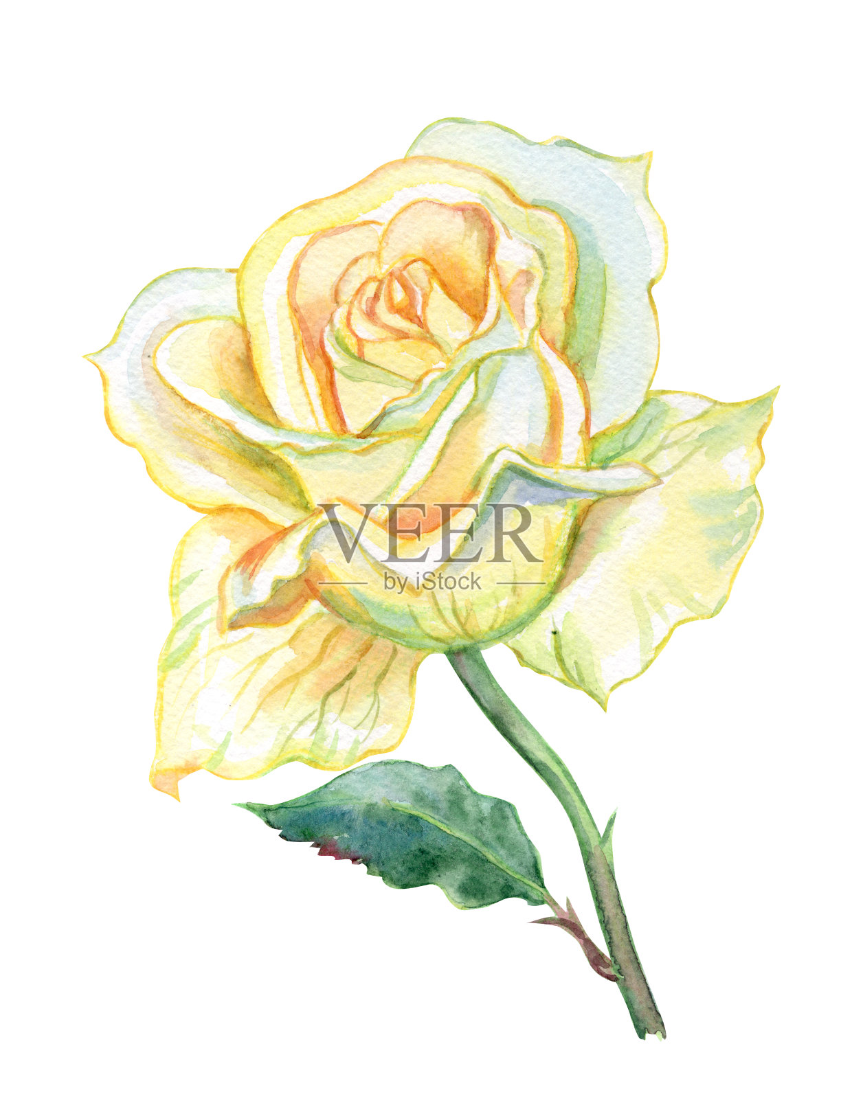 淡黄玫瑰，水彩画插画图片素材