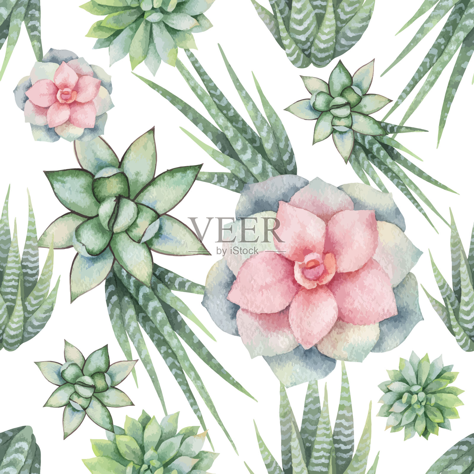 水彩矢量无缝模式的仙人掌和肉质植物孤立在白色的背景。插画图片素材