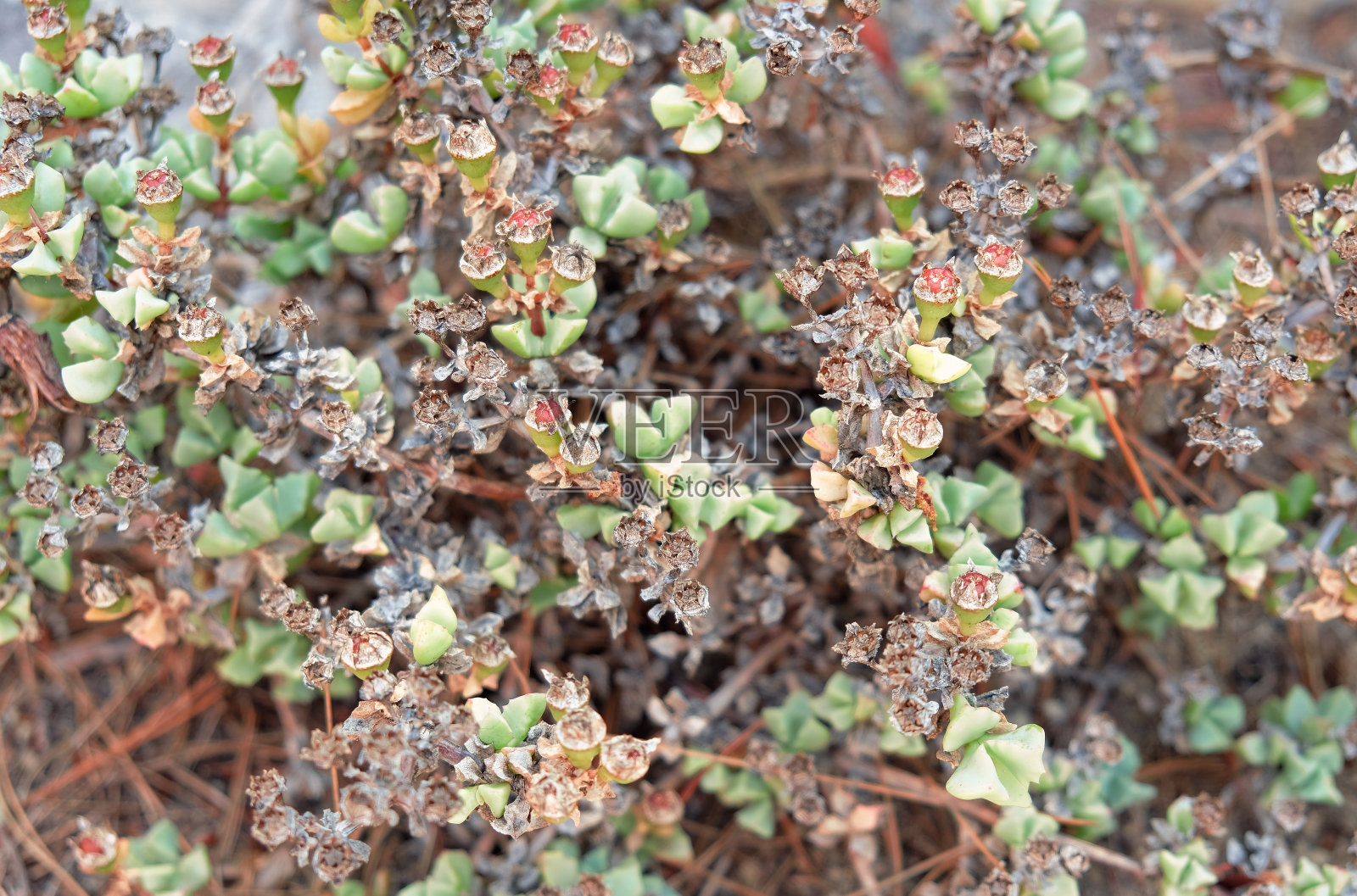 一种开花前的黑曲霉，肉质植物背景照片摄影图片