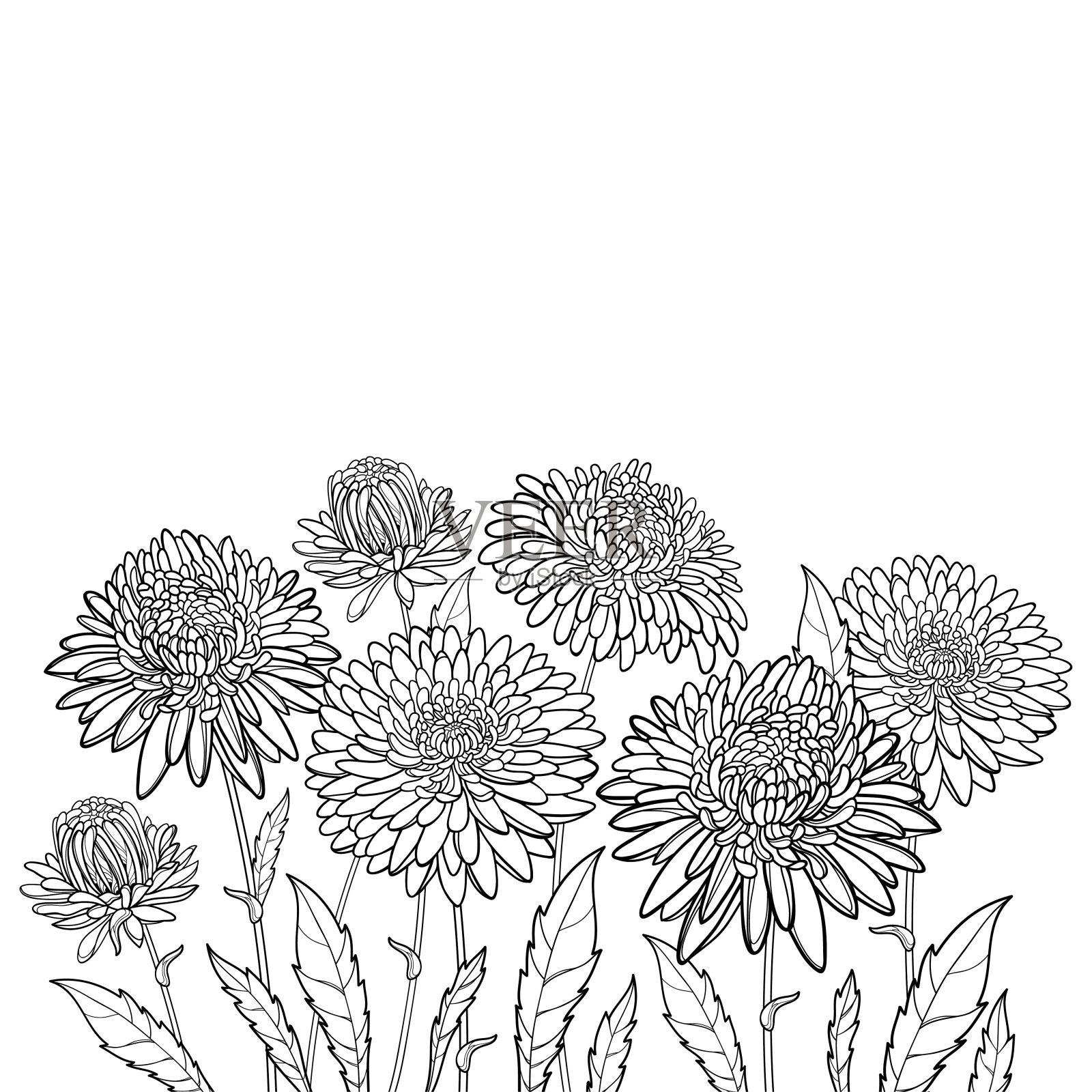矢量花束与轮廓紫菀花，华丽的叶和芽在黑色孤立在白色背景。插画图片素材
