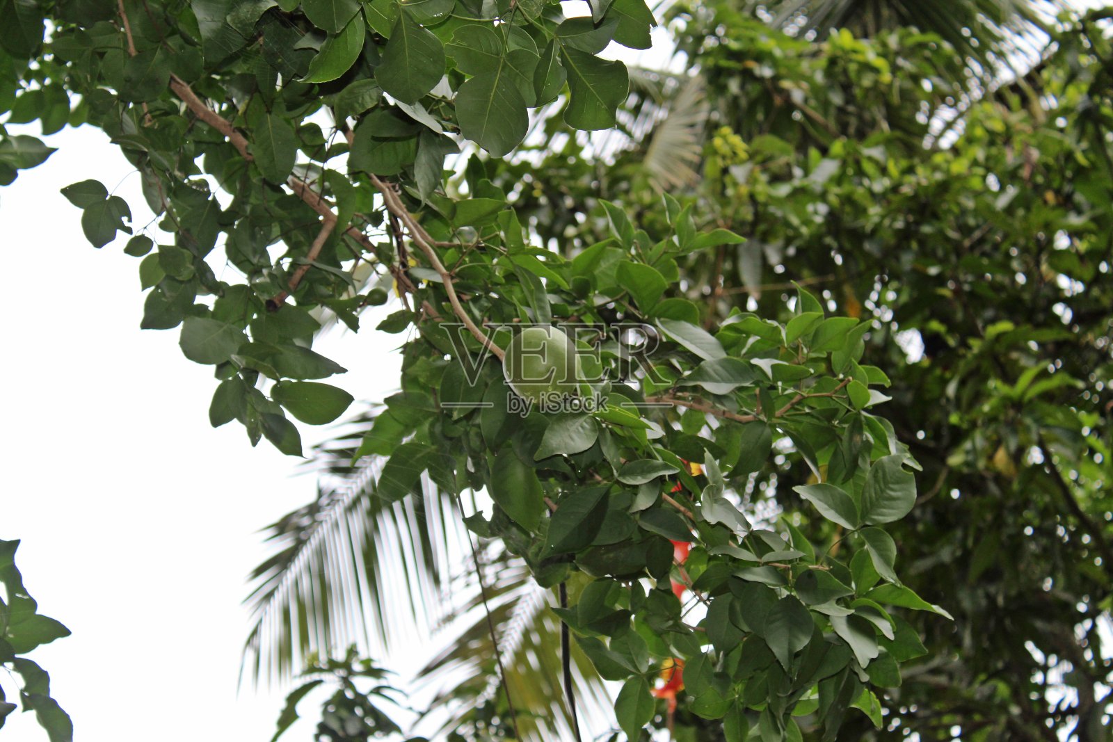 印度枳属果树。这种水果对消化系统有药用价值，通常被称为bael，(或bili或bhel)bilva，也被称为孟加拉木瓜，金苹果，日本苦橙。照片摄影图片