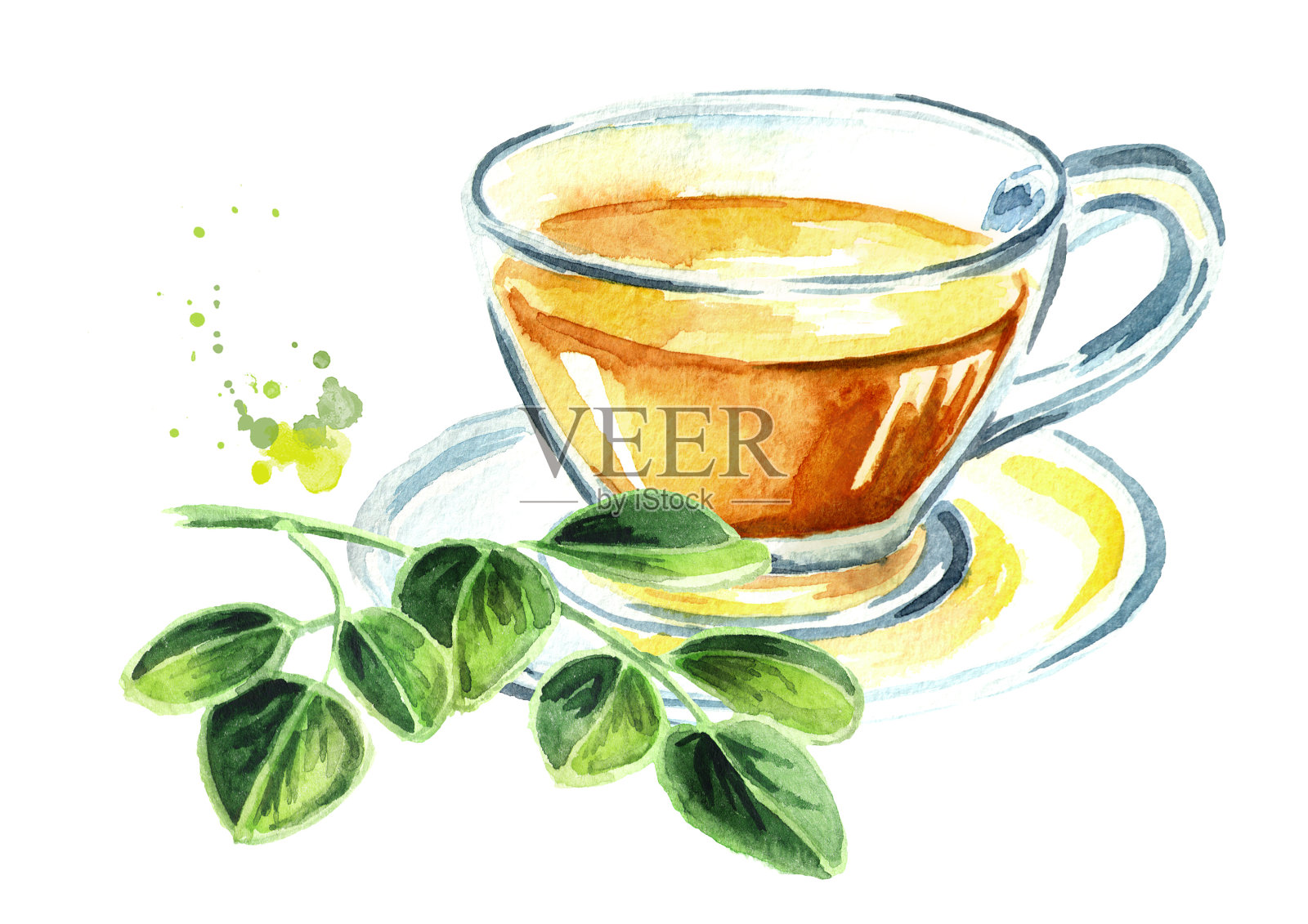 草药辣木属茶。超级食物。水彩手绘插图孤立的白色背景插画图片素材