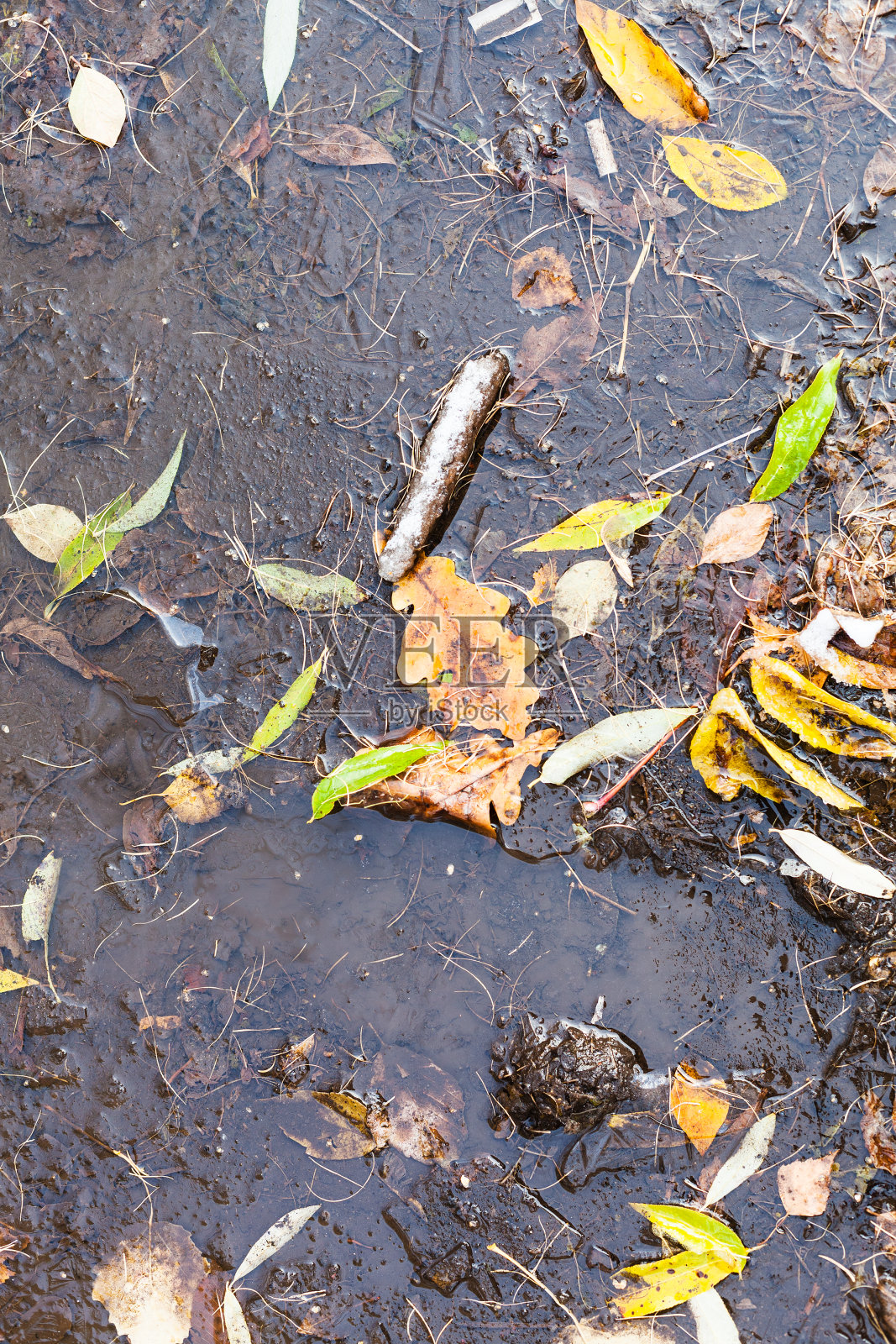 秋天的落叶水坑上结满了冰照片摄影图片