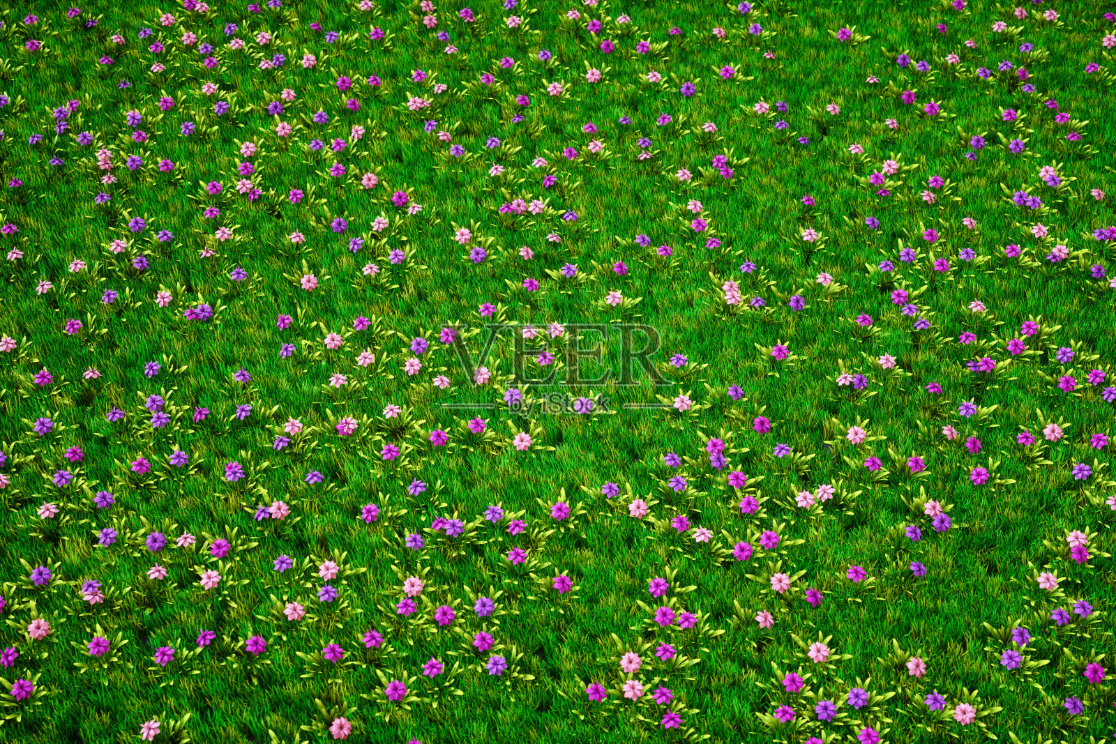 夏天紫色的花和草的草地照片摄影图片