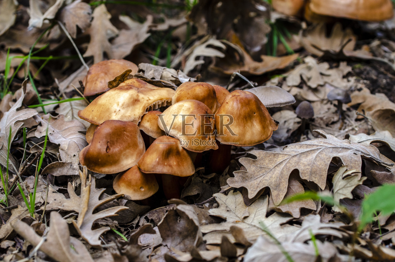 阴天里的秋天森林里的蘑菇照片摄影图片