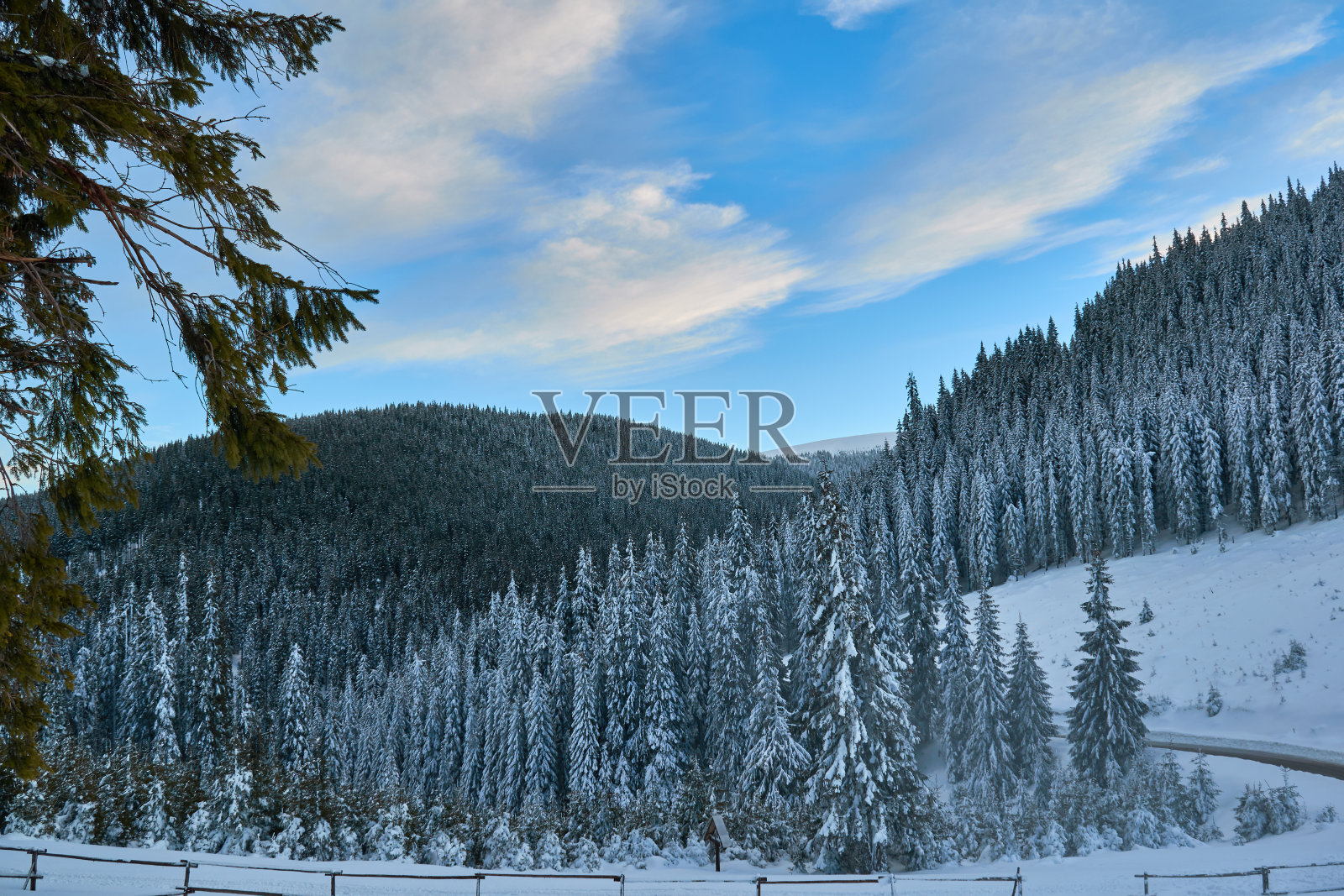 冬季景观有冷杉林，雪和蓝天照片摄影图片