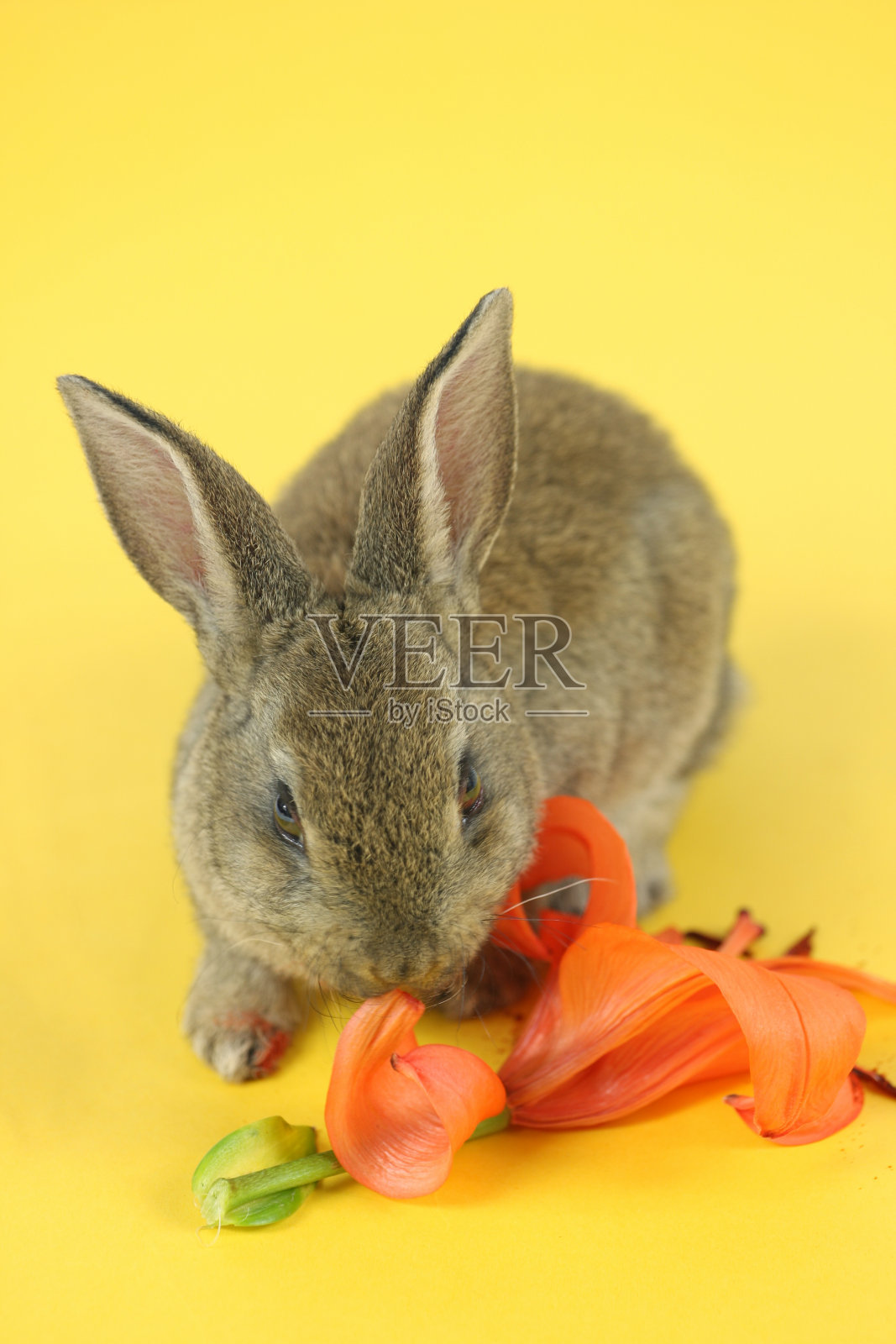 兔子和花孤立在黄色的背景照片摄影图片