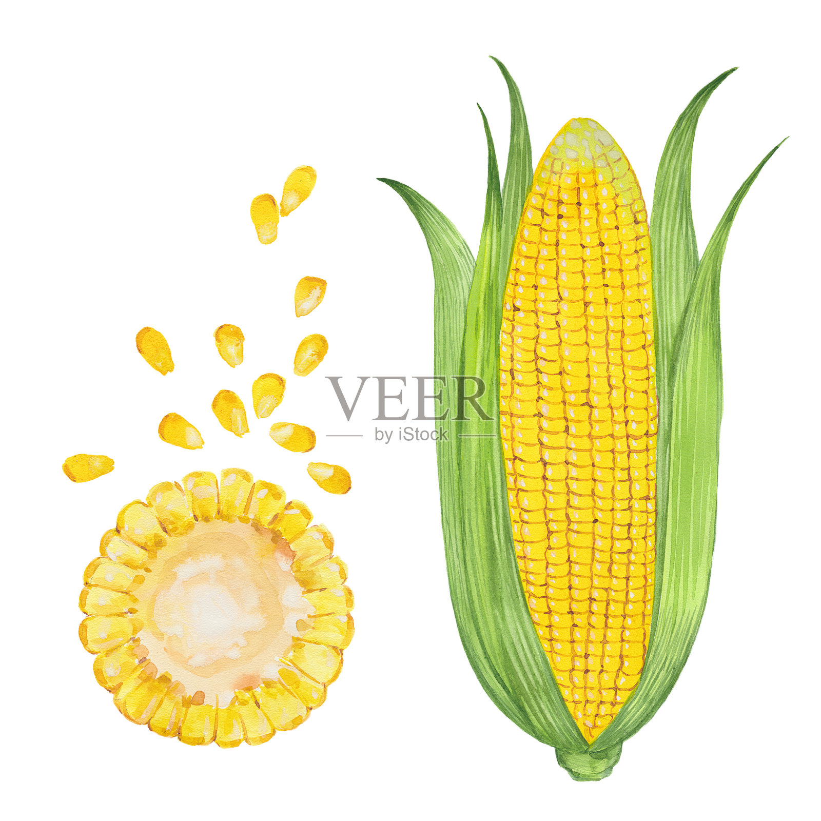玉米的水彩插图插画图片素材