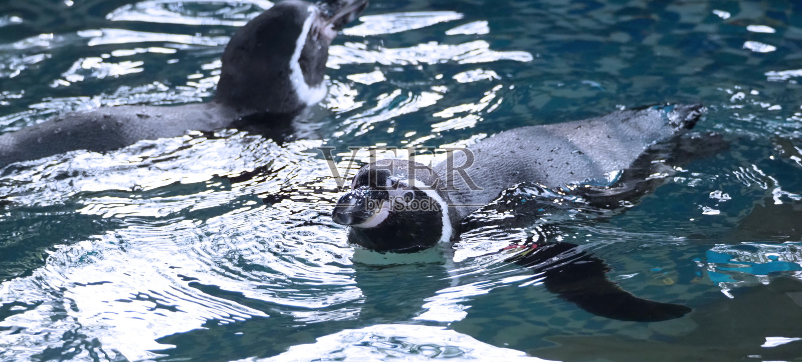 企鹅在蓝色的水中游泳，他们享受和玩的液体海洋溅水花照片摄影图片