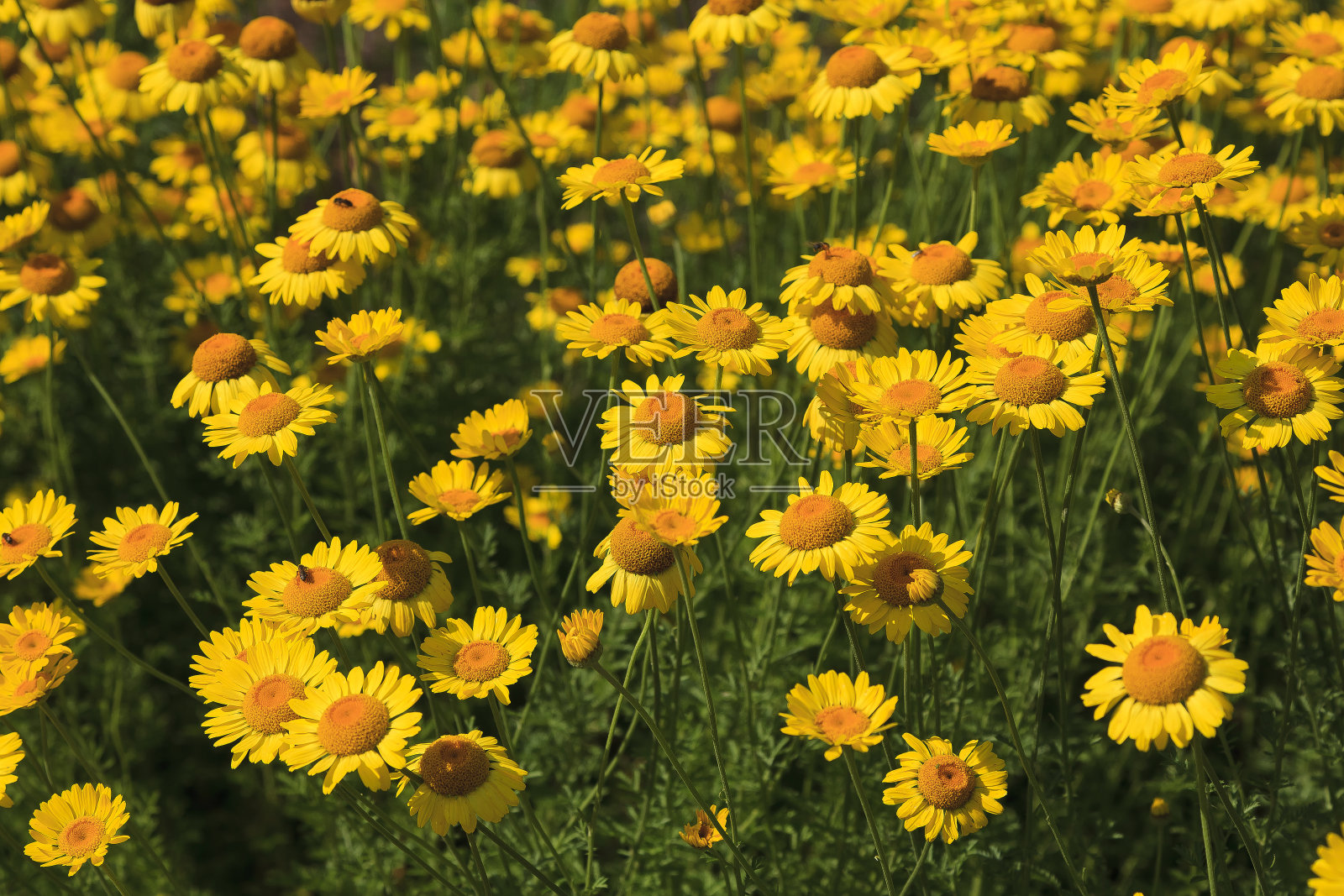 黄色雏菊在夏天的花坛照片摄影图片