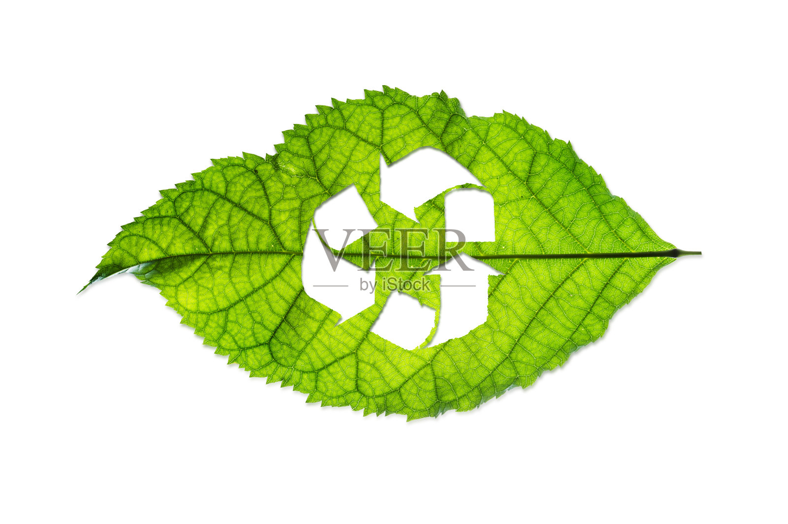 回收符号在绿色的叶子在白色的背景照片摄影图片